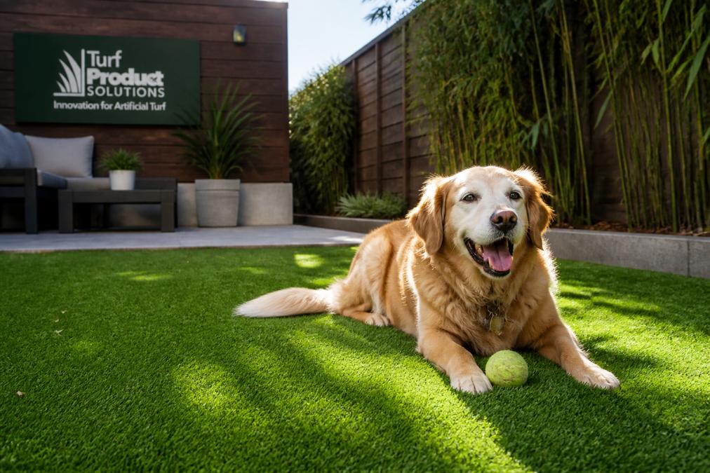 Is Artificial Grass Safe for Dogs? A 2026 Guide